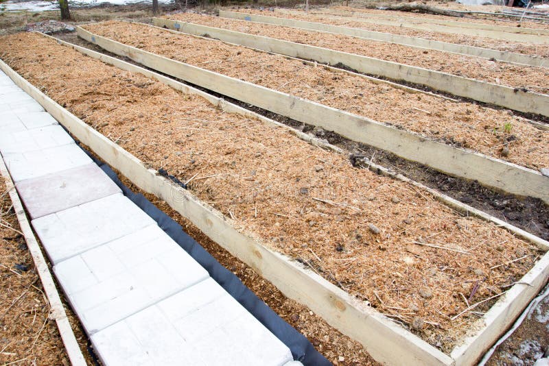 Sawdust Mulch Protecting Crops Stock Image Image of agriculture