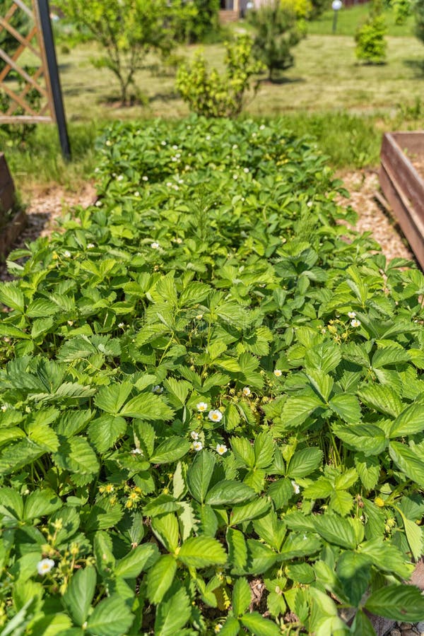 A Bed of Strawberries with the First White Flowers in Garden Stock