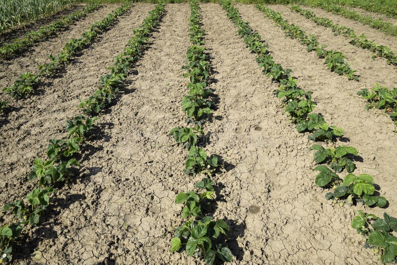 The Bed of Strawberries in the Garden. Strawberry Blossoms and Bears
