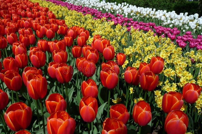 Bed of Tulips