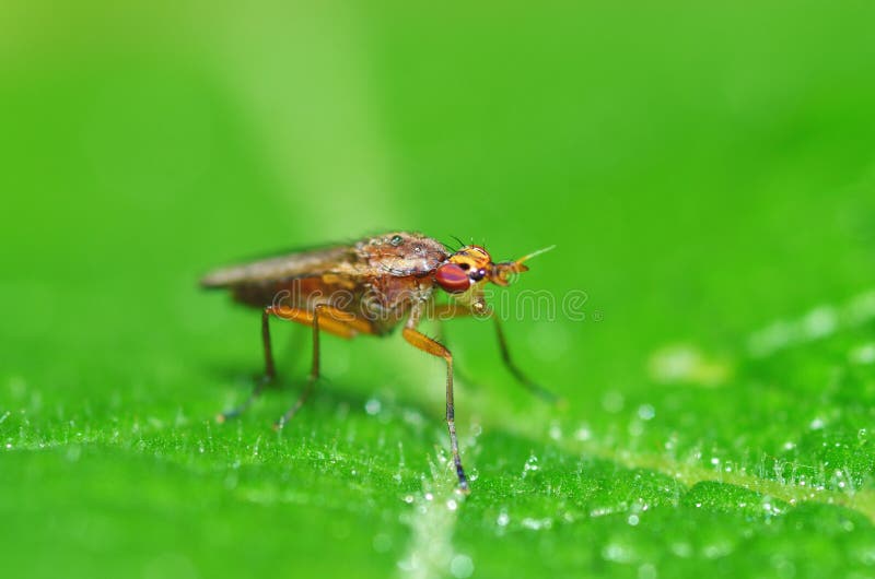 Bedbug κάθεται σε ένα φύλλο στοκ εικόνες