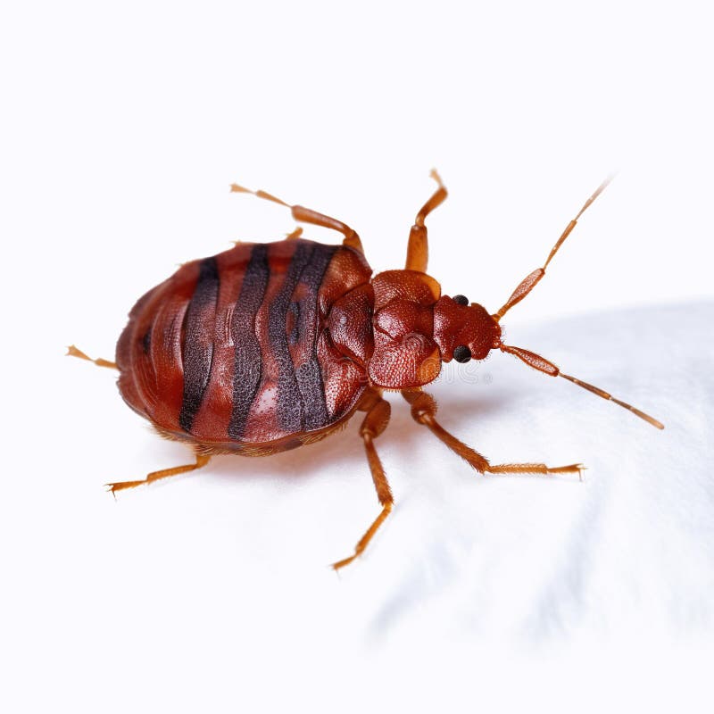 Top 30+ Stock Photos close up picture of a bed bug Superb Top 30+ Stock Photos close up picture of a bed bug Superb