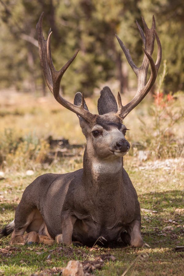 Bedded Mule Deer Buck stock photo. Image of mammal, arizona - 78434400