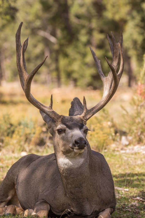 Bedded Mule Deer Buck stock photo. Image of antlers, hunting - 8676836