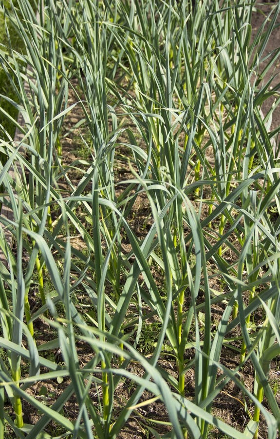 Bedden van geplant knoflook in natuurlijk licht royalty-vrije stock afbeelding Bedden van geplant knoflook in natuurlijk licht royalty-vrije stock afbeelding