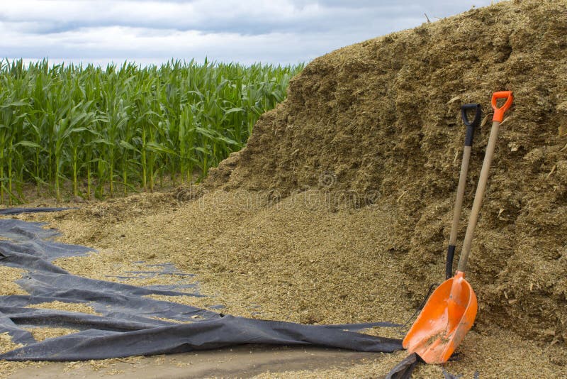 167 Cows Bed Stock Photos Free & RoyaltyFree Stock Photos from