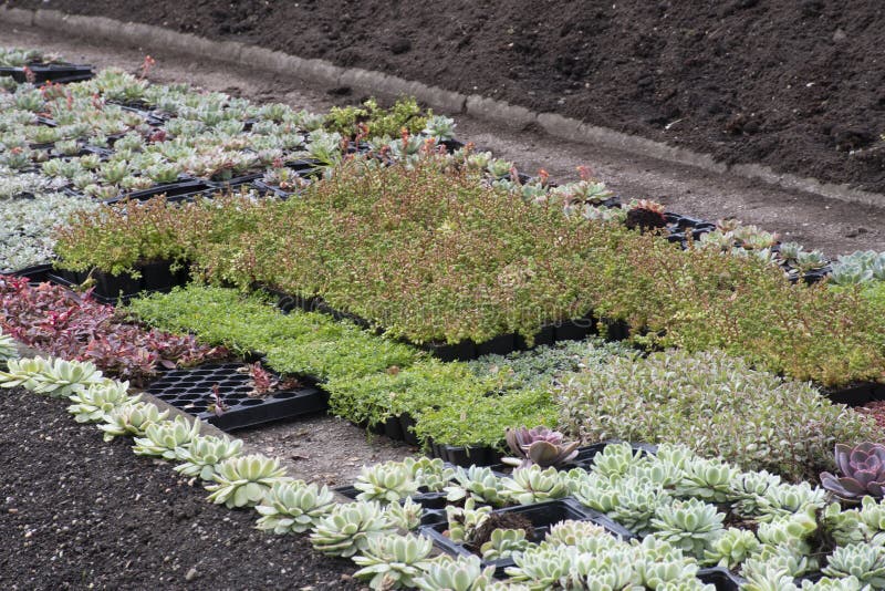 Bedding Plants Ready for Planting Stock Photo Image of outdoor