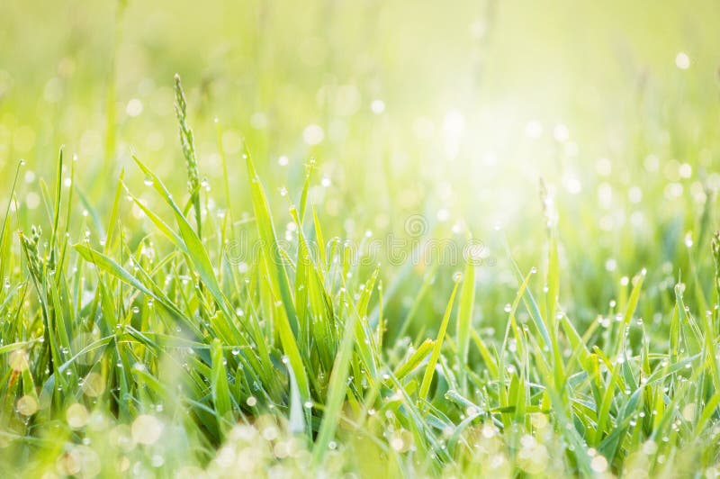 Bedecken Sie Morgentau mit Gras lizenzfreie stockfotografie Bedecken Sie Morgentau mit Gras lizenzfreie stockfotografie