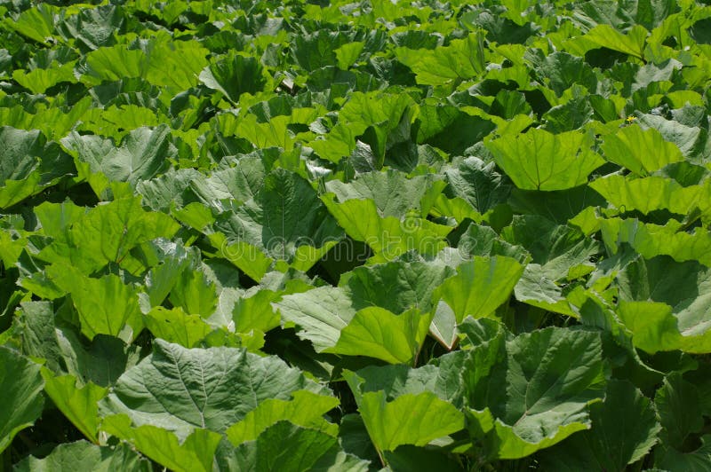 Bedeckungvegetation stockbilder Bedeckungvegetation stockbilder