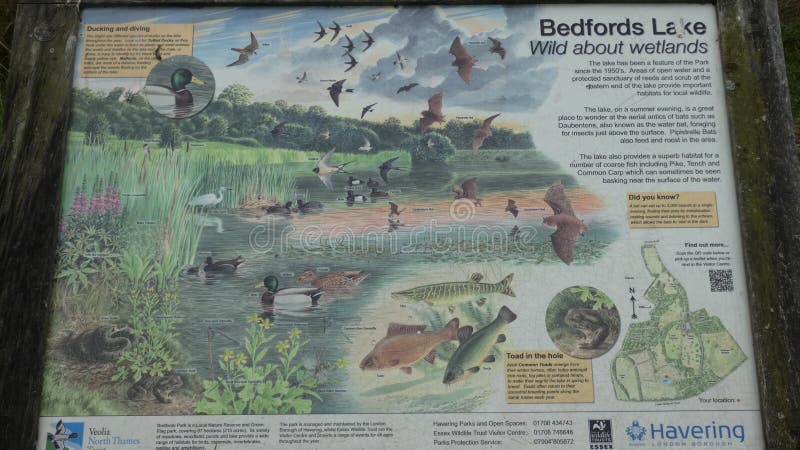 Bedford Park Lake London Borough di Havering fotografia stock Bedford Park Lake London Borough di Havering fotografia stock