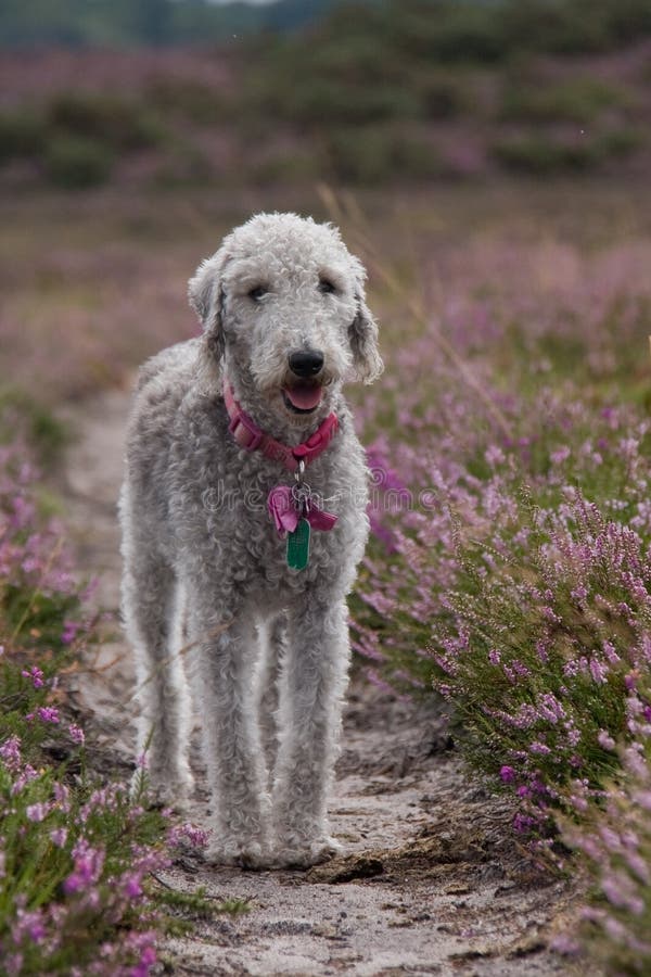 Bedlington Terrier stock photo. Image of bedlington, canine 20708808
