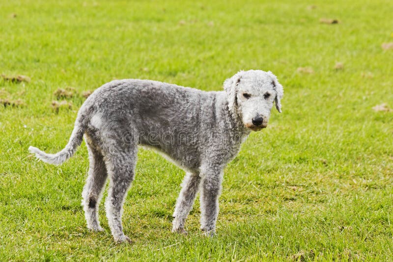 Bedlington terrier on green field background