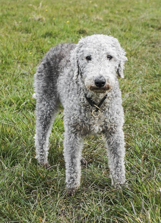 Bedlington Terrier Unclipped Lying on Grass Stock Image Image of