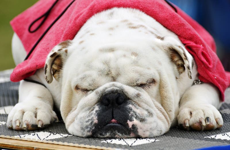 One of my favorite photographs of a portrait of sleepy Kenzo a purebred British Bulldog taken at an event which he found to be very boring and decided to spend the day sleeping in between being very pampered and spoiled by all who were at the event. One of my favorite photographs of a portrait of sleepy Kenzo a purebred British Bulldog taken at an event which he found to be very boring and decided to spend the day sleeping in between being very pampered and spoiled by all who were at the event.