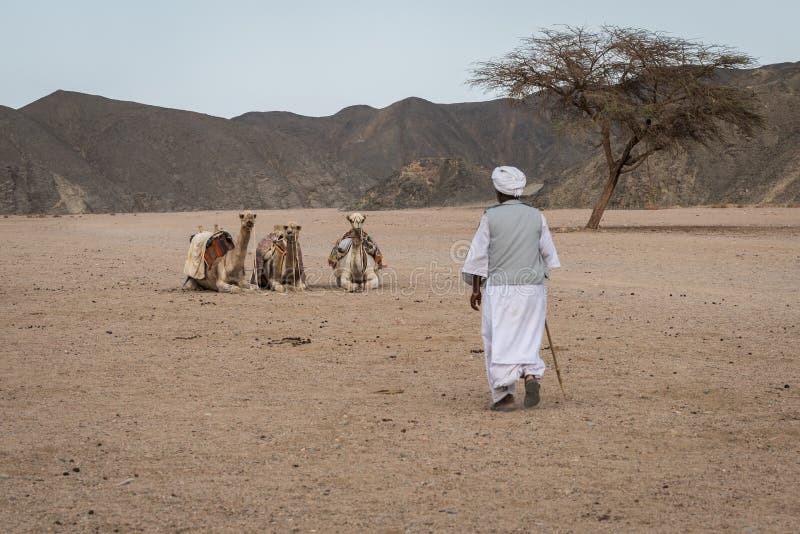 Bedouin en Kamelen stock foto Bedouin en Kamelen stock foto