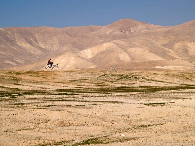 Bedouin rides on donkey through sandy desert royalty free stock photos