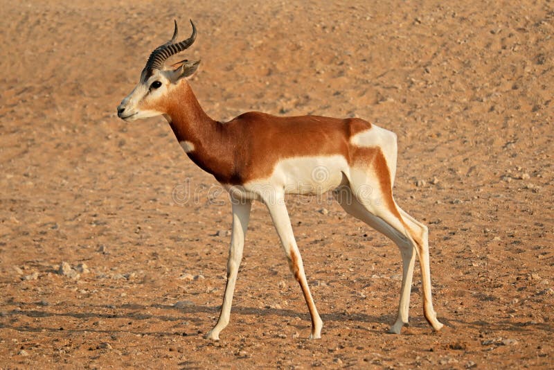 Male critically endangered dama gazelle Nanger dama, Northern Africa. Male critically endangered dama gazelle Nanger dama, Northern Africa