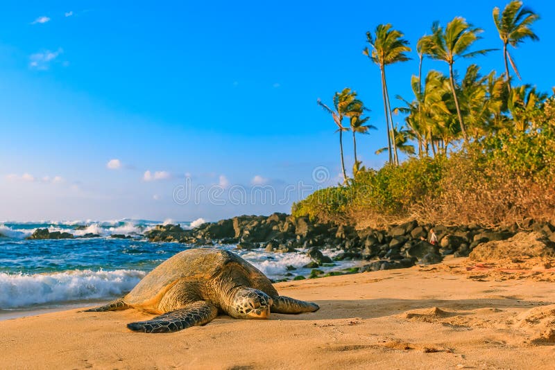 Endangered Hawaiian Green Sea Turtle resting on the sandy beach at North Shore, Oahu, Hawaii with palm trees and the ocean in the background. Endangered Hawaiian Green Sea Turtle resting on the sandy beach at North Shore, Oahu, Hawaii with palm trees and the ocean in the background