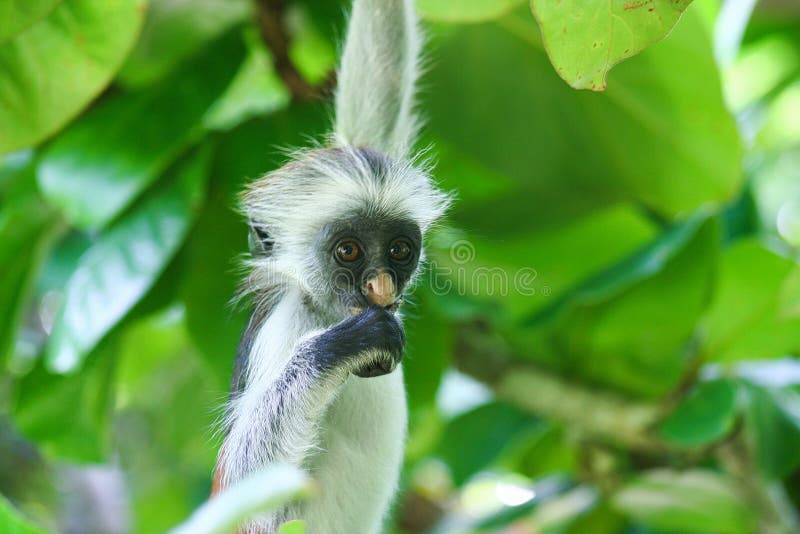 Bedreigde jonge rode colobusaap Piliocolobus, Procolobus-kirkii het hangen op een tak die een blad in de bomen eten stock fotografie Bedreigde jonge rode colobusaap Piliocolobus, Procolobus-kirkii het hangen op een tak die een blad in de bomen eten stock fotografie