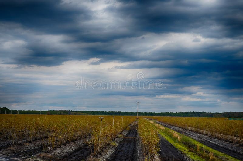 Bedrohliche Himmel über Blaubeerbauernhof stockbild Bedrohliche Himmel über Blaubeerbauernhof stockbild
