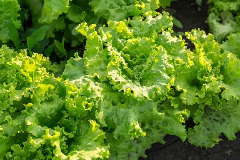 The Beds of Lettuce in Garden Stock Image - Image of growing ...