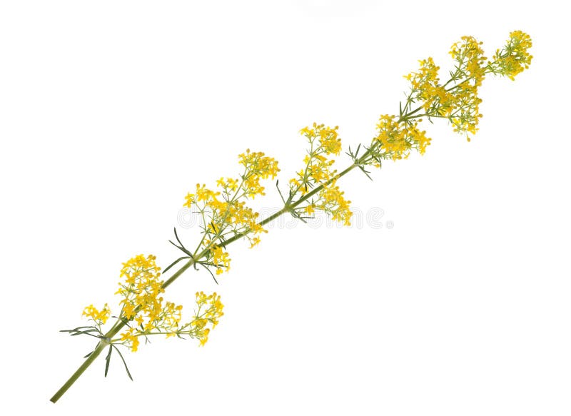 Bedstraw Galium verum