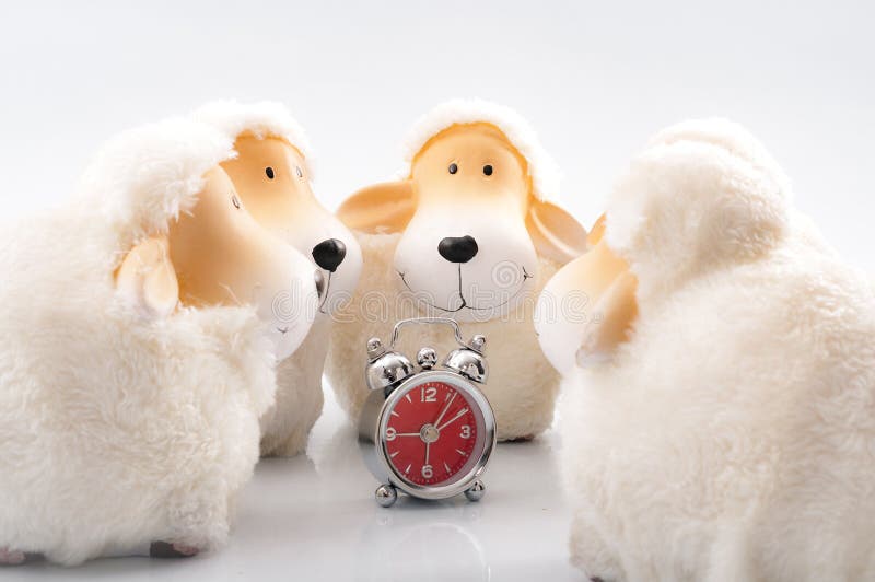 Bedtime ritual and sleep disorder concept with toy sheep circling around an alarm clock isolated on white background. It is said. That counting sheep can help