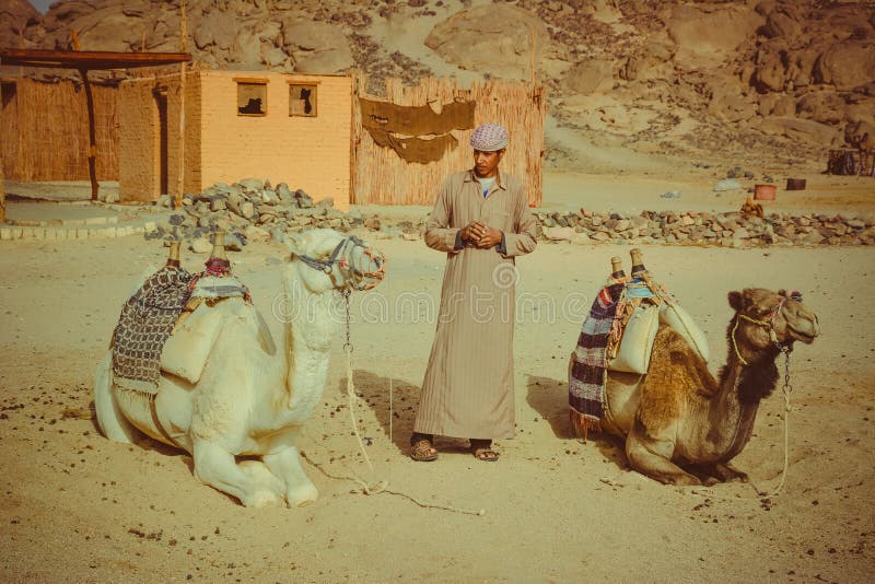 Beduino y dos camellos fotografía de archivo libre de regalías Beduino y dos camellos fotografía de archivo libre de regalías