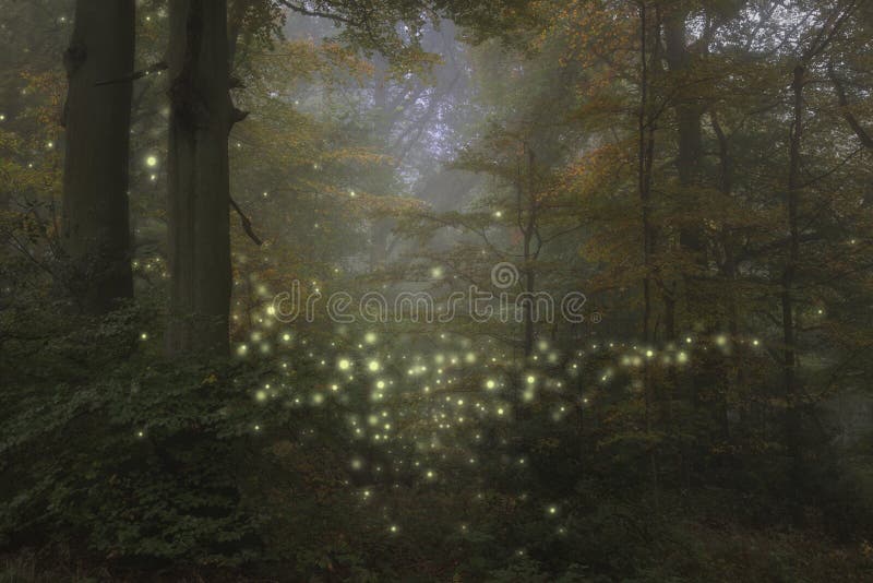 Bedöva bild för fantasistillandskap av eldflugor i natten tim arkivfoto Bedöva bild för fantasistillandskap av eldflugor i natten tim arkivfoto