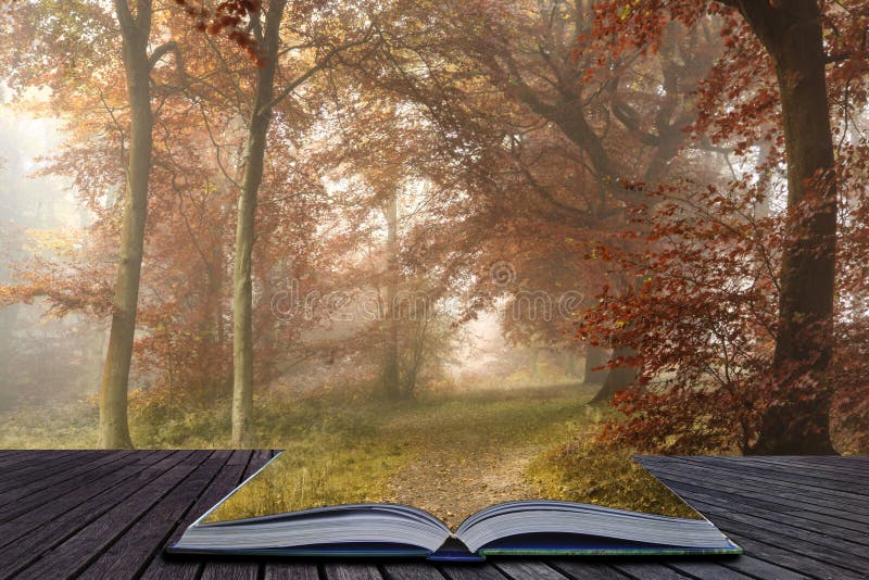 Bedöva färgrikt vibrerande stämningsmättat Autumn Fall dimmigt skogLAN royaltyfri fotografi Bedöva färgrikt vibrerande stämningsmättat Autumn Fall dimmigt skogLAN royaltyfri fotografi