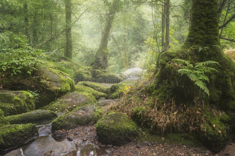 Bedöva landskapbild av Golitha nedgångar i Devon på dimmig sommarmorgon med strömmen som flödar till och med skogsmark arkivbild Bedöva landskapbild av Golitha nedgångar i Devon på dimmig sommarmorgon med strömmen som flödar till och med skogsmark arkivbild
