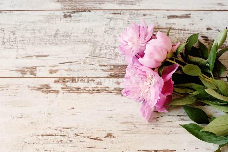 Bedöva rosa pioner på lantlig träbakgrund för vitt ljus Kopieringsutrymme, blom- ram Tappning se för ogenomskinlighet