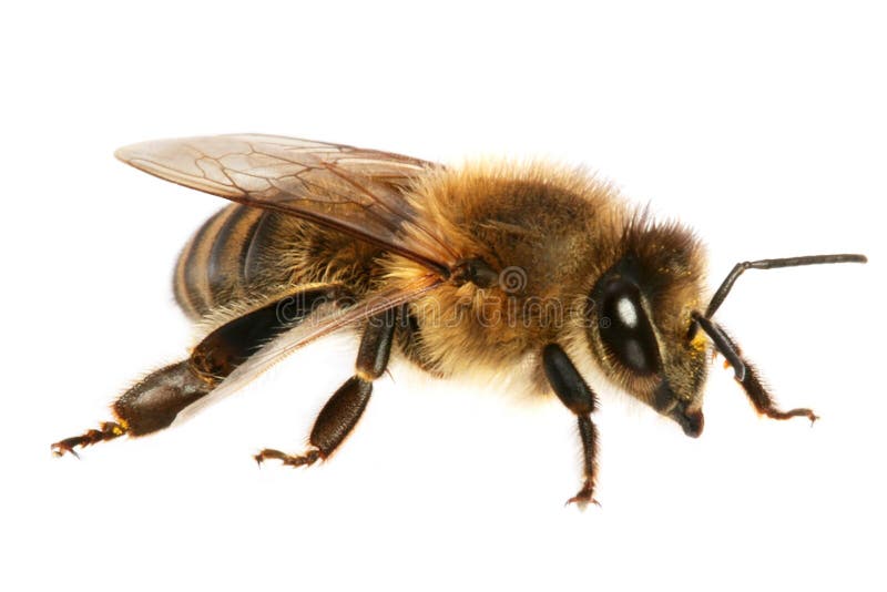 De miel de abeja contra blanco.