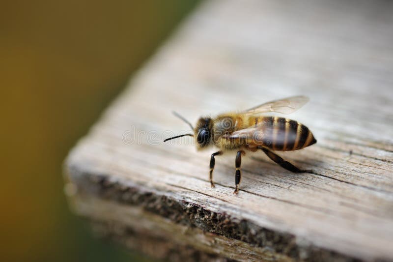 Bee