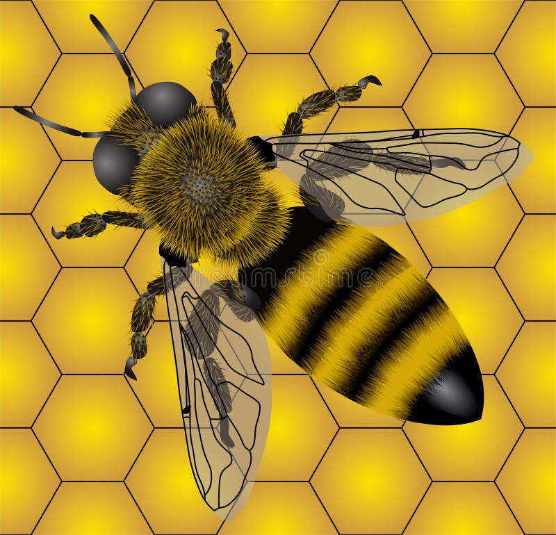 Download Bee stock vector. Illustration of illustration, summer - 2900572