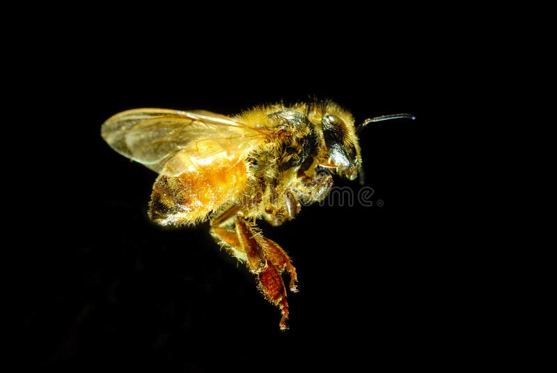 Bee