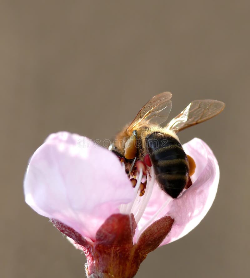 Bee