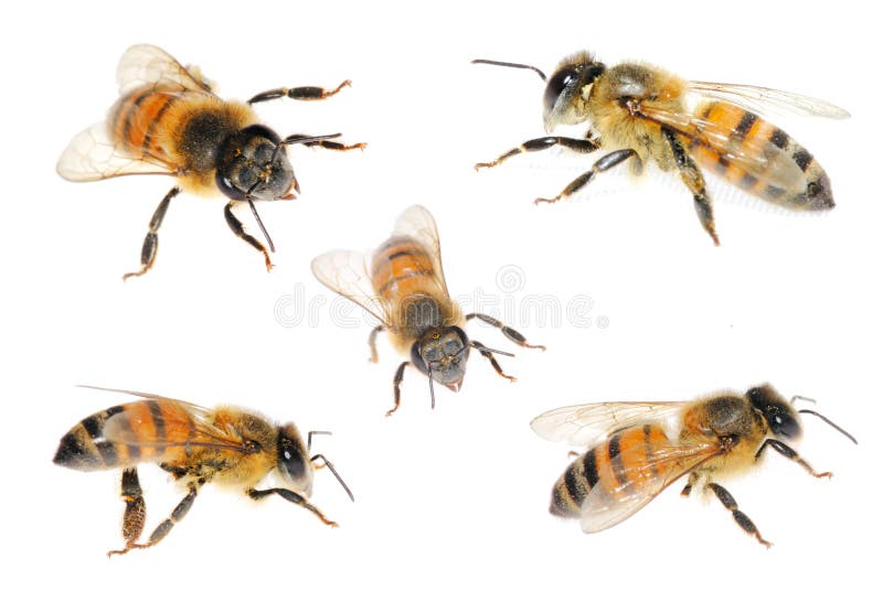 Makro Zábery z včela na bielom pozadí 