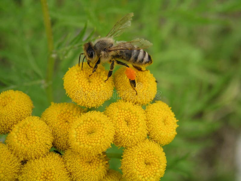 Bee