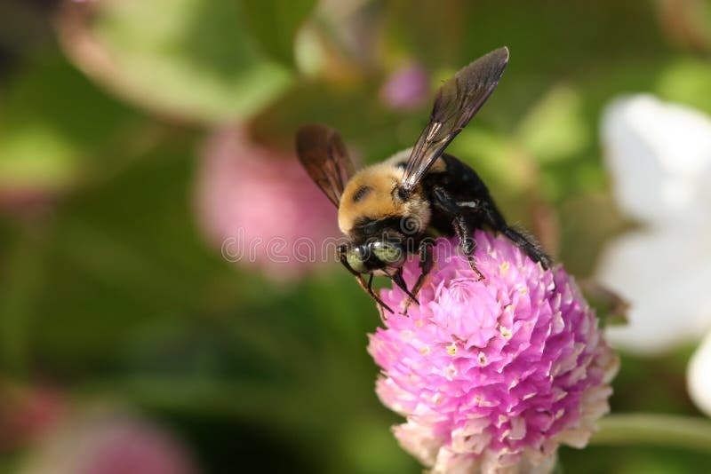 Bee