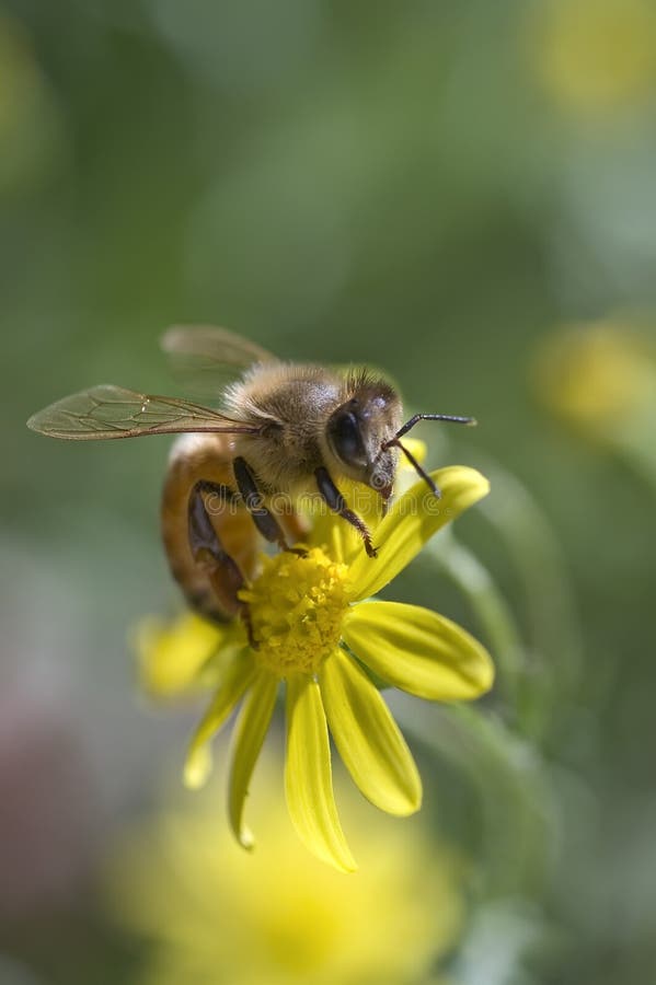 Bee on a flower nature background