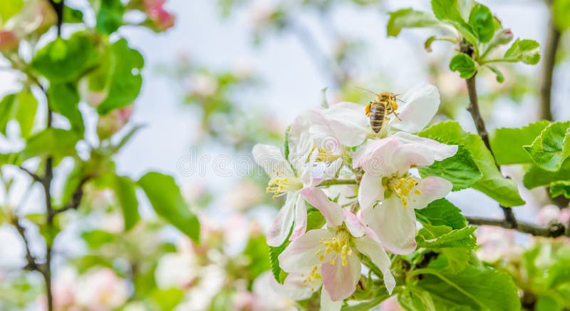 Bee on apple flowers