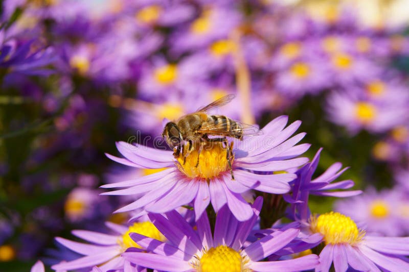Bee on the Autumn Flowers stock photo. Image of pollination 21603548