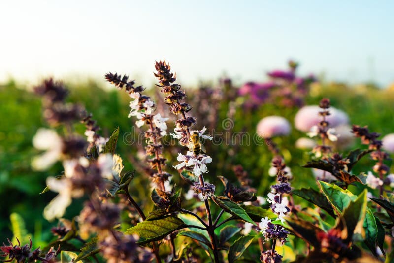 A Bee on a Basil Flower. Flower of Basil, Great Basil Stock Image