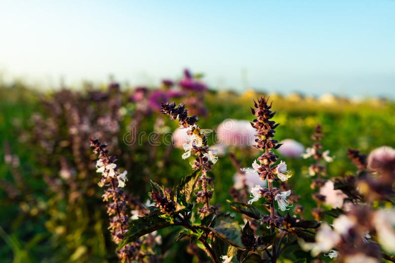 A Bee on a Basil Flower. Flower of Basil, Great Basil Stock Image