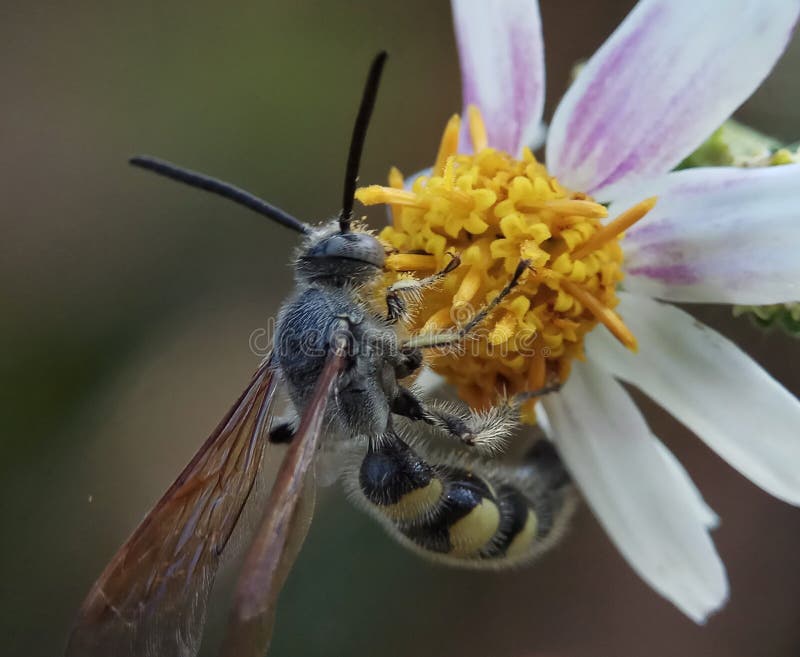 Bee stock photos Bee stock photos