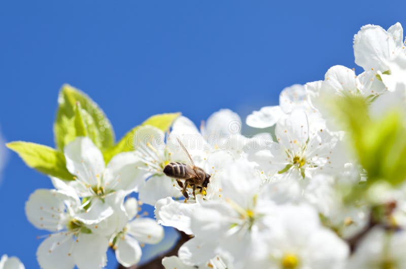 Bee on blossoming apple tree stock photos Bee on blossoming apple tree stock photos