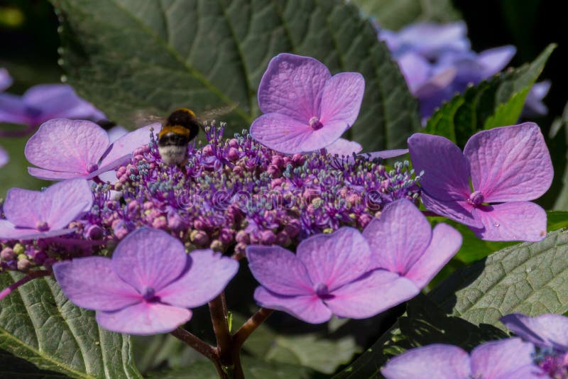 Bee on the Blossoming Hydrangea Flowers. Stock Photo Image of spring