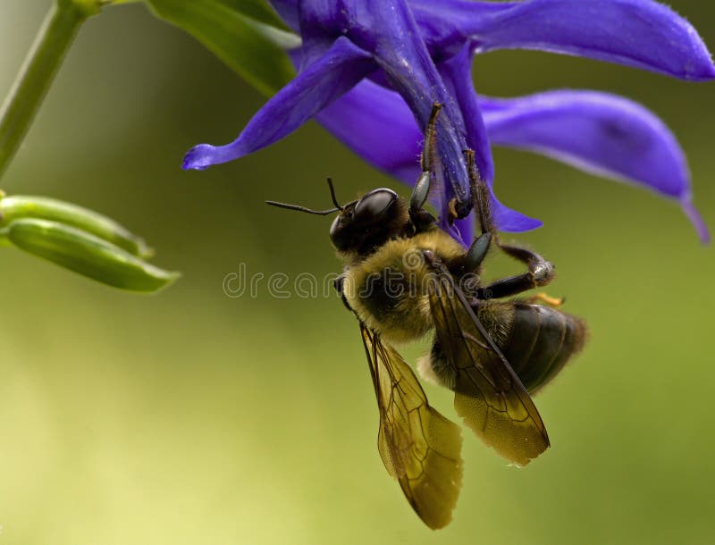 Bee on blue flower