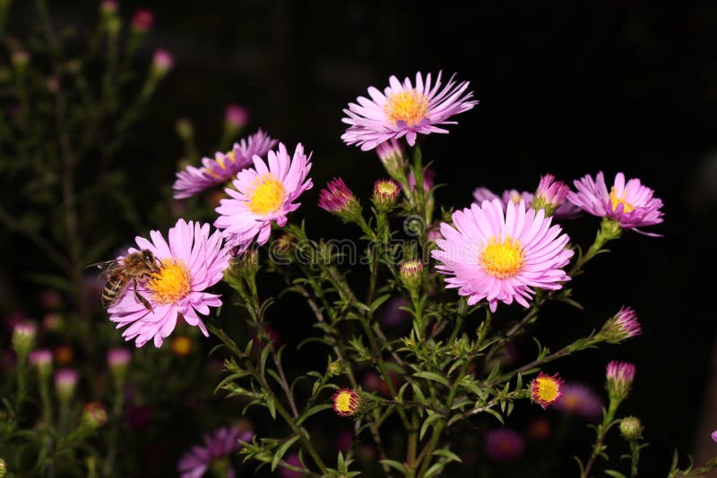 Bee on blue flower royalty free stock photo